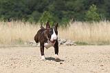 BULL TERRIER 057
